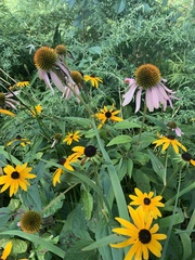 Echinacea purpurea