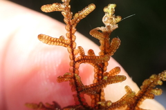 Frullania