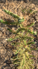 Echium italicum