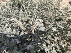 Heliotropium europaeum