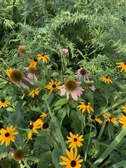 Echinacea purpurea