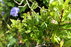 Vaccinium cylindraceum