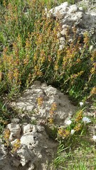 Tetragonia fruticosa