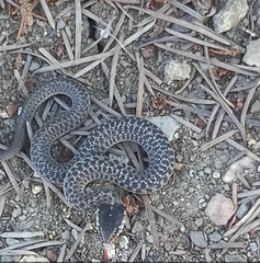 Thamnophis elegans vagrans