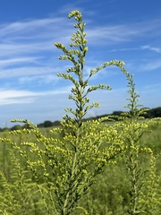 Solidago leavenworthii