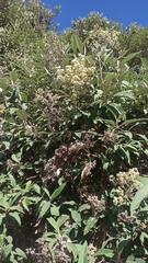 Buddleja bullata