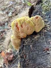 Laetiporus conifericola