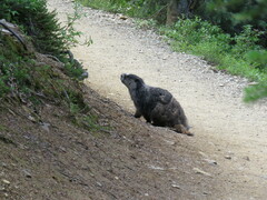 Marmota caligata