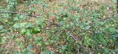Malus sylvestris