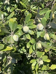 Pittosporum