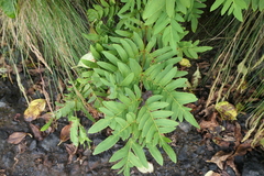 Osmunda regalis