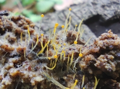 Phycomyces