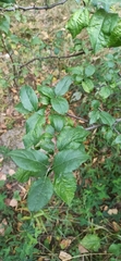 Malus sylvestris