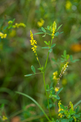 Melilotus suaveolens
