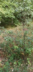 Malus sylvestris
