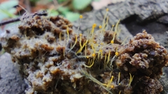 Phycomyces