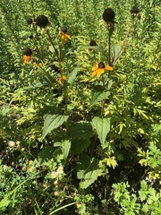 Rudbeckia