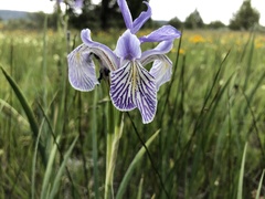 Iris missouriensis