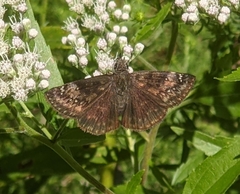 Erynnis