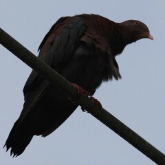 Patagioenas flavirostris