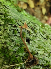 Collybiopsis dichroa