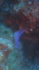 Flabellina affinis