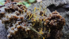 Phycomyces