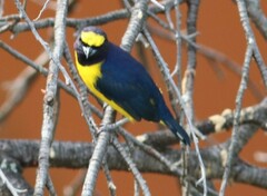 Euphonia affinis