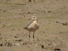 Calidris subruficollis