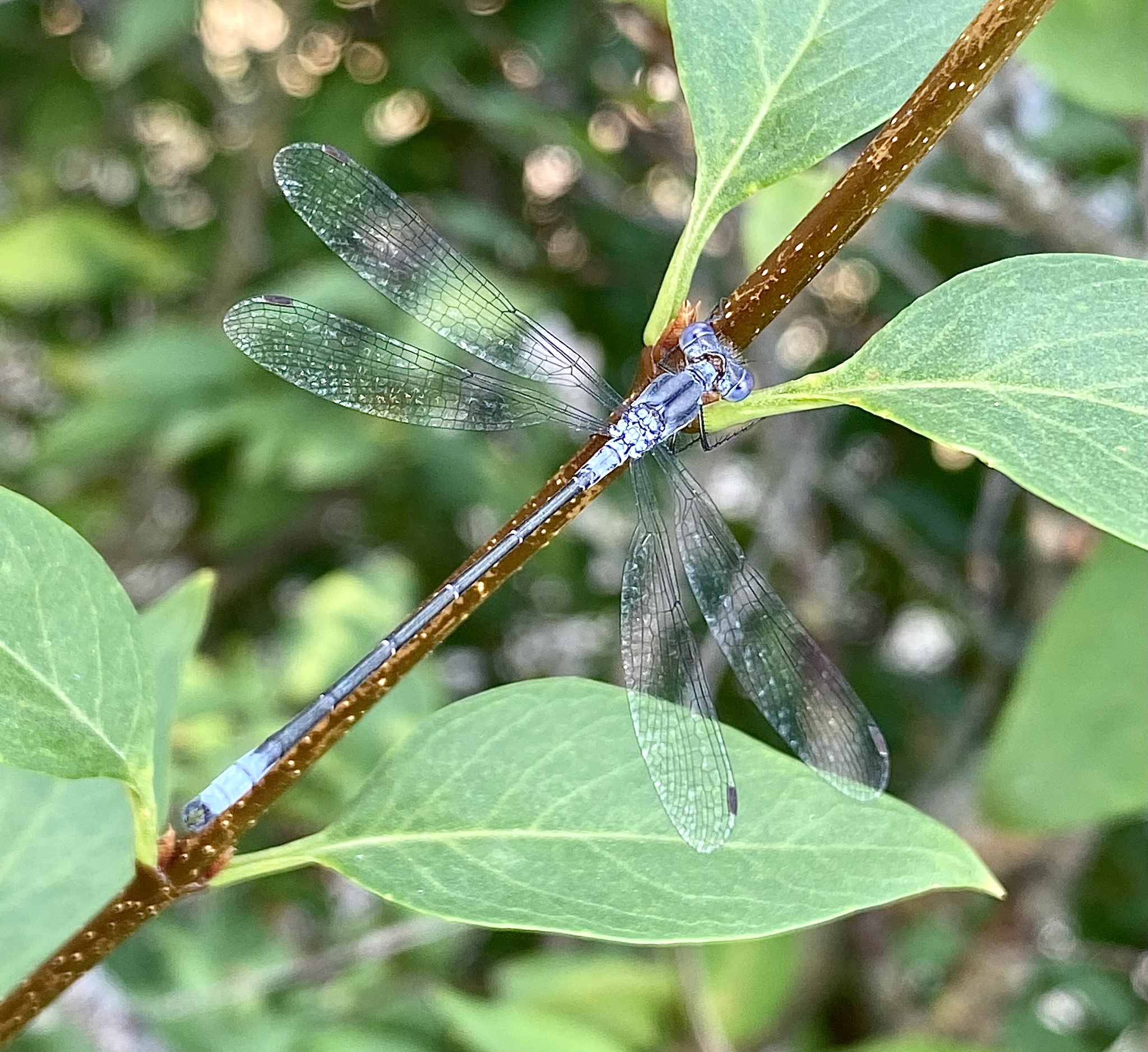 dragonfly by stjayaaa