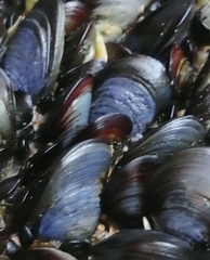 Mytilus