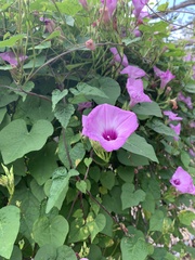 Ipomoea