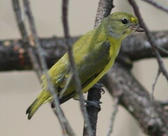 Euphonia hirundinacea