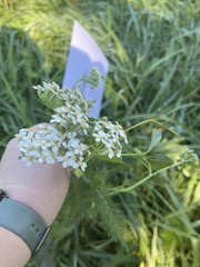 Achillea