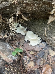 Favolus brasiliensis