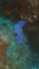 Flabellina affinis