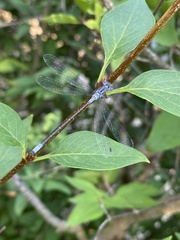 Lestes congener