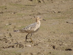 Calidris subruficollis