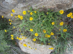 Lasianthaea podocephala