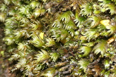 Fissidens