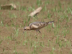 Calidris subruficollis