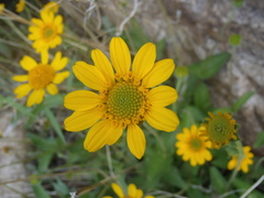 Lasianthaea podocephala