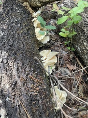 Favolus brasiliensis