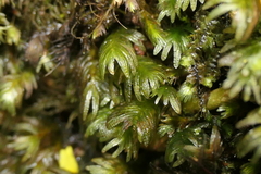 Fissidens