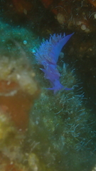 Flabellina affinis