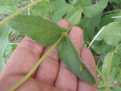 Lasianthaea podocephala