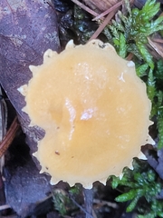 Cystoderma amianthinum