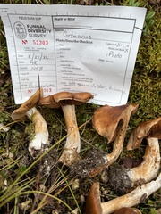 Cortinarius