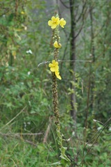 Verbascum densiflorum
