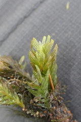 Fissidens
